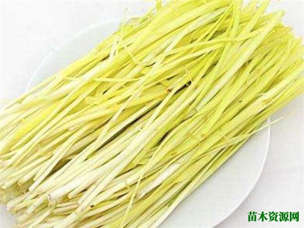 韭黄是什么如何培育的 韭黄种植技术介绍