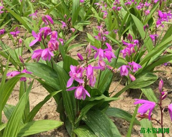 白芨图片种子种植技术 白芨种苗价格多少钱一公斤