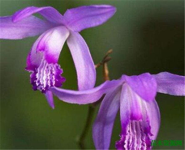 白芨图片种子种植技术 白芨种苗价格多少钱一公斤