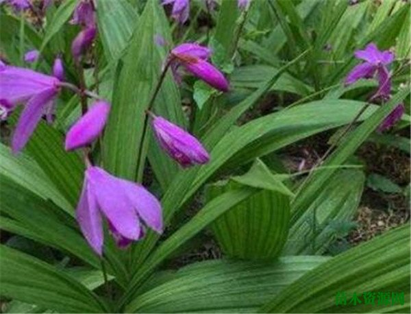 白芨图片种子种植技术 白芨种苗价格多少钱一公斤