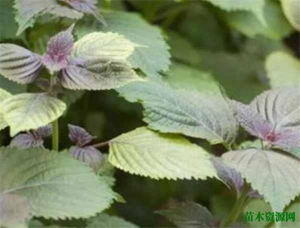 紫苏是什么植物图片 紫苏种子种植方法