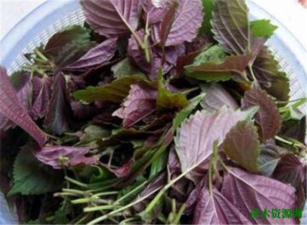 紫苏是什么植物图片 紫苏种子种植方法