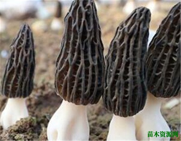 羊肚菌图片价格多少钱一斤 羊肚菌种植技术