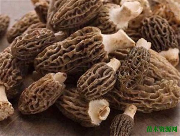 羊肚菌图片价格多少钱一斤 羊肚菌种植技术
