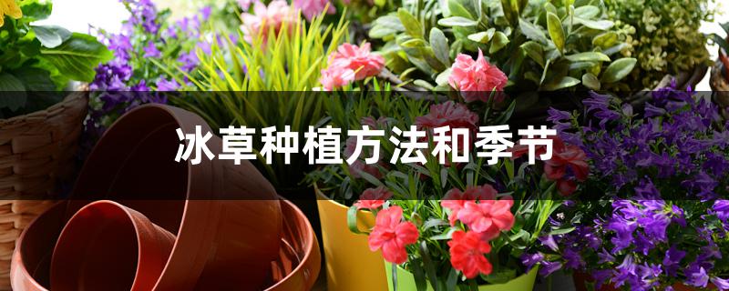 冰草种植方法和季节