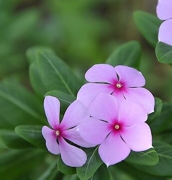 长春花怎么种植–养殖方法