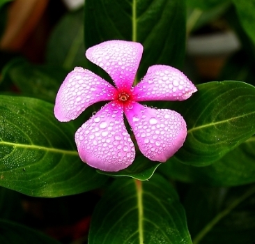 长春花怎么种植–养殖方法