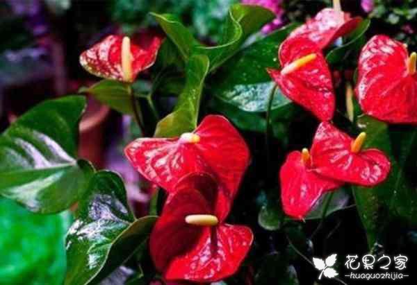 红掌花该如何养殖？教你办法让红掌花爆盆发展！
