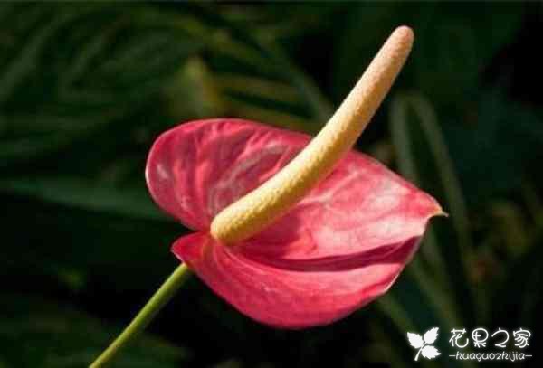 红掌花该如何养殖？教你办法让红掌花爆盆发展！