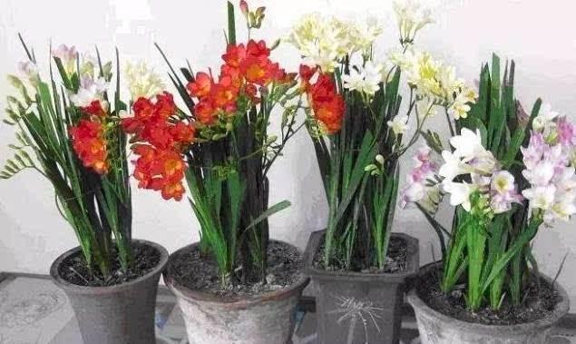 浇花加点草木灰，比施肥还灵，植株粗壮不生虫，猛开花刹不住闸