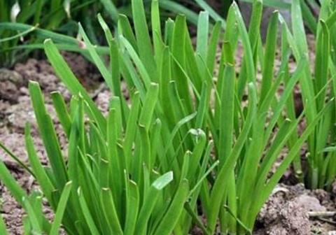 韭菜咋管理才能获高产？浇水施肥有讲究