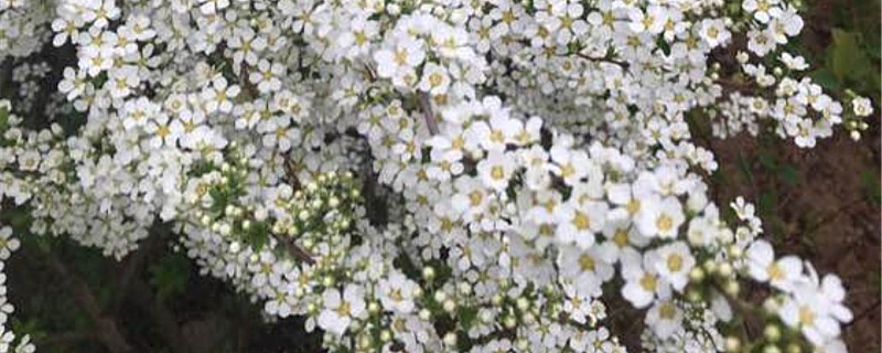 喷雪花花期