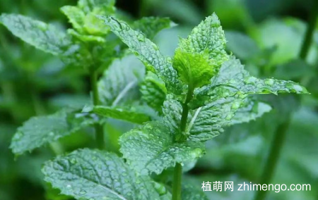 留兰香怎么浇水，留兰香的浇水方法