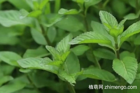 留兰香怎么浇水，留兰香的浇水方法