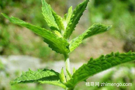 留兰香怎么浇水，留兰香的浇水方法