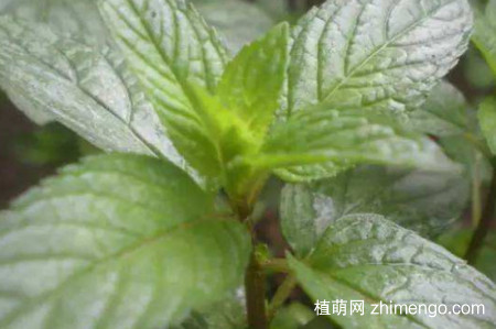 留兰香怎么浇水，留兰香的浇水方法