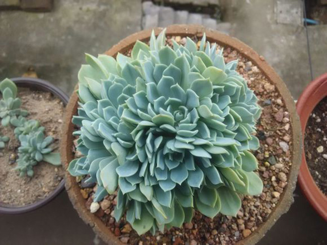 千羽鹤植物形态
