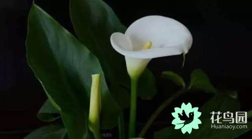 好看的块茎植物，家里养护也是必须的！