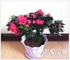 教你在家如何养好杜鹃花？怎么养杜鹃花才能让它爆盆！