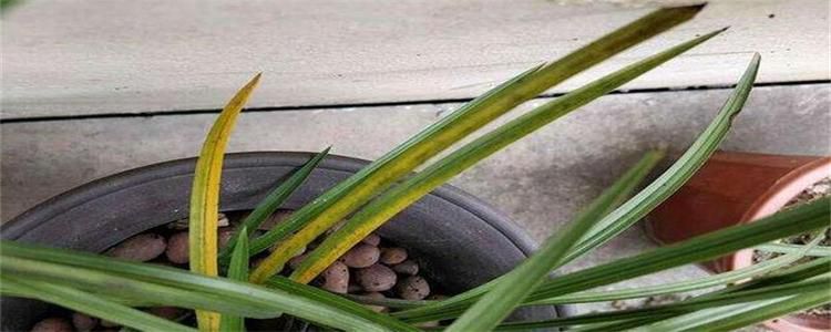 花叶黄了怎么能变绿(专治黄叶病的特效药)