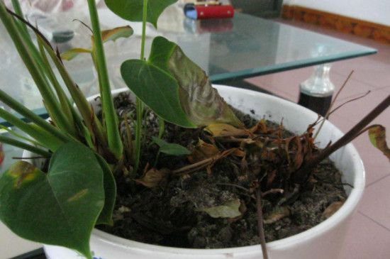花叶黄了怎么能变绿(专治黄叶病的特效药)