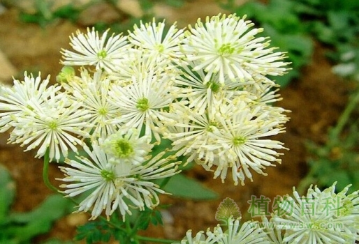 【认识瓣蕊唐松草】瓣蕊唐松草简介