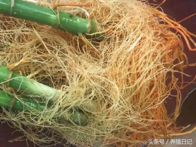 富贵竹原来要这样水培，才根多叶绿，怪不得我家的总发黄养死！