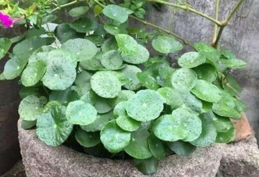 铜钱草怎么浇水，铜钱草浇水方法/雨水最佳/宁湿勿干
