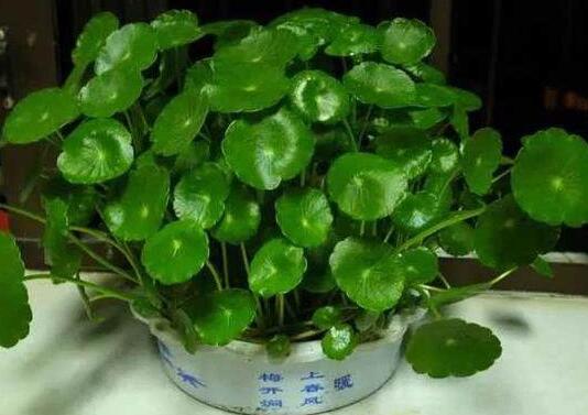 铜钱草怎么浇水，铜钱草浇水方法/雨水最佳/宁湿勿干