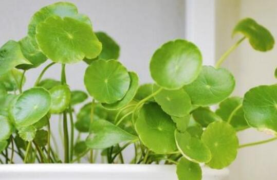 铜钱草怎么浇水，铜钱草浇水方法/雨水最佳/宁湿勿干