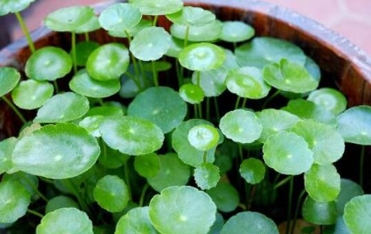 铜钱草怎么浇水，铜钱草浇水方法/雨水最佳/宁湿勿干