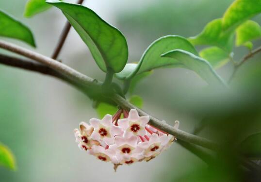 球兰花怎么修剪，球兰花的修剪方法和注意事项/晴天修剪