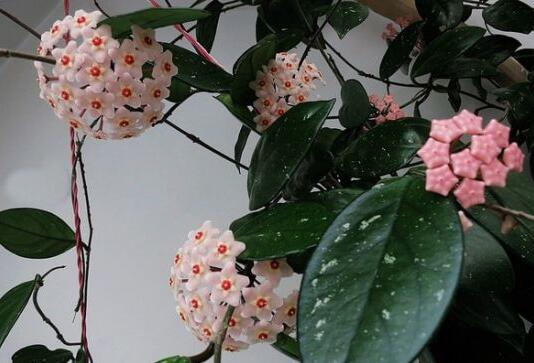 球兰花怎么修剪，球兰花的修剪方法和注意事项/晴天修剪