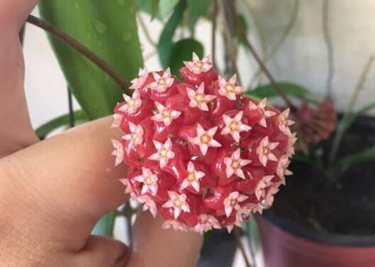 球兰花怎么修剪，球兰花的修剪方法和注意事项/晴天修剪