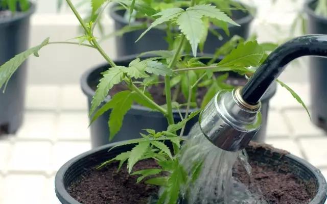 养护盆栽花卉都不会这4种浇水常识，难怪养不好花