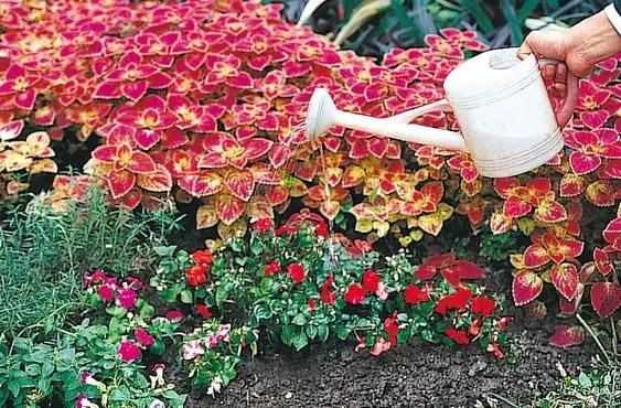 养护盆栽花卉都不会这4种浇水常识，难怪养不好花