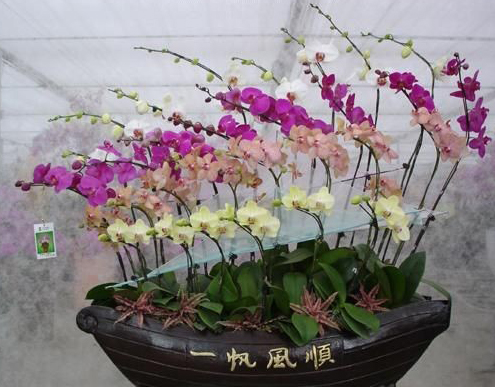 家庭种植蝴蝶兰的养护方法