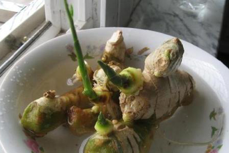 生姜怎么种植