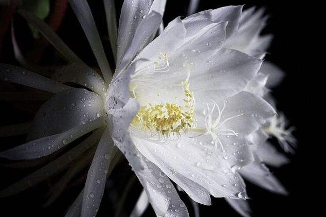韦陀花怎么养护，韦陀花的养护方法
