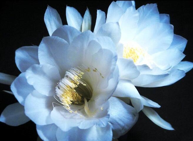 韦陀花怎么养护，韦陀花的养护方法