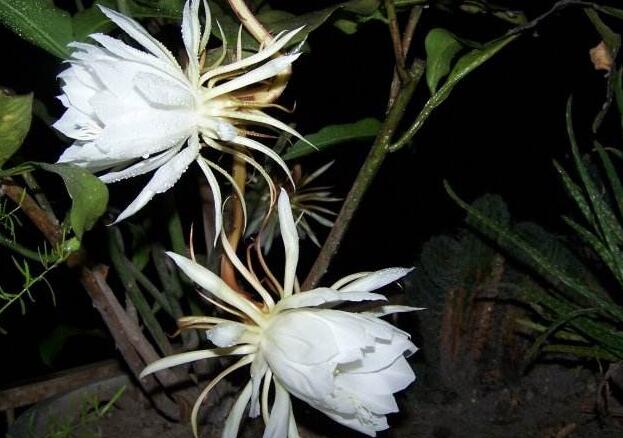 韦陀花怎么养护，韦陀花的养护方法