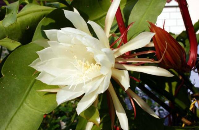 韦陀花怎么养护，韦陀花的养护方法