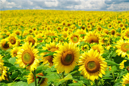 向日葵是什么季节的花，如何养殖