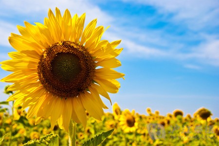 向日葵是什么季节的花，如何养殖