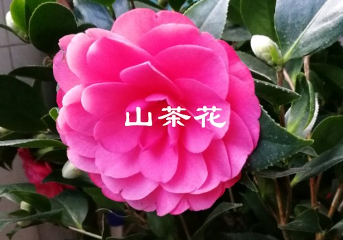山茶花的养殖方法介绍！注意四点就可以养出美丽的花！