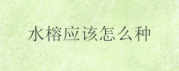 水榕应该怎么种？