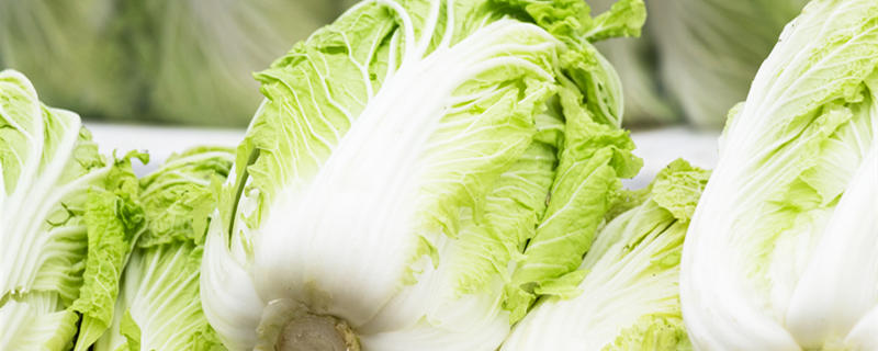 白菜怎么施肥