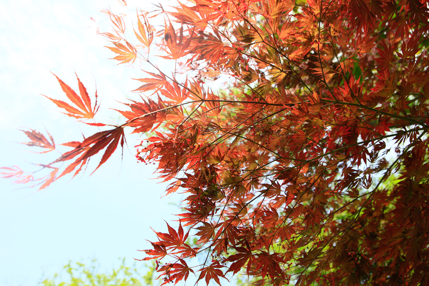红枫叶子枯萎原因以及处理办法