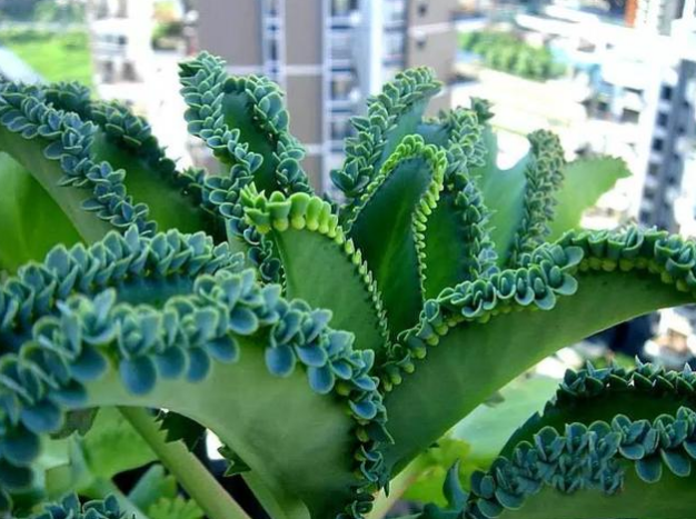 植物扦插繁殖的方法 牡丹吊兰落地生根