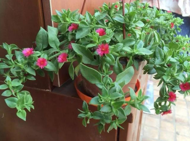 植物扦插繁殖的方法 牡丹吊兰落地生根